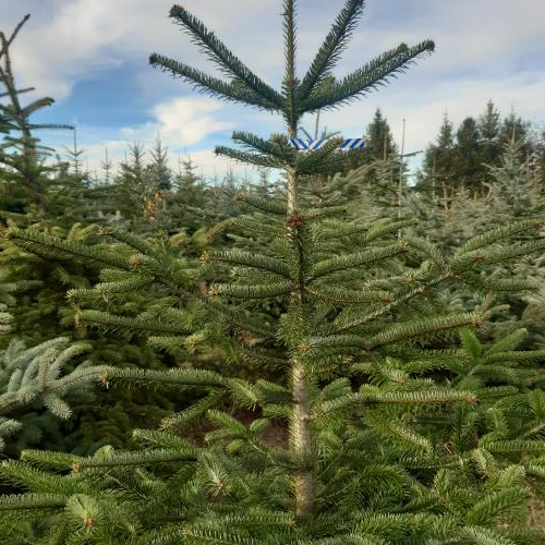 Prodej Vánočních stromků v okrese Frýdek-Místek