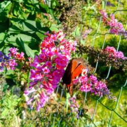 Motýlí keř – Komule Davidova