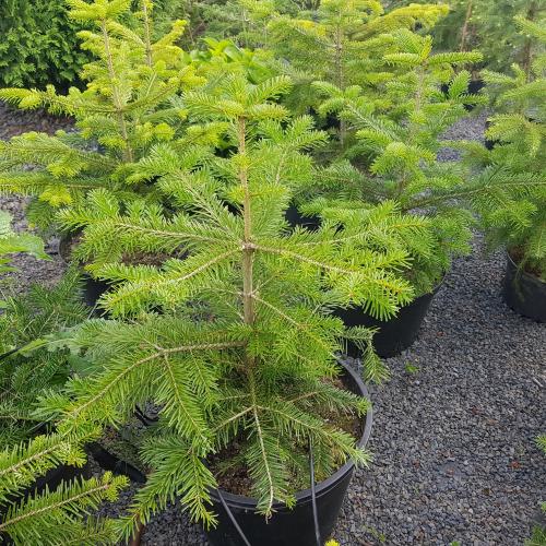 Vánoční stromečky - trochu počteníčka