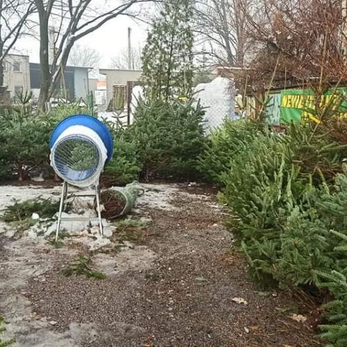 Začátek prodeje Vánočních stromků
