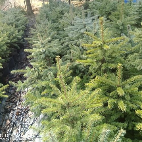 Smrk pichlavý v kontejneru