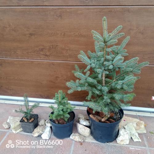 Vánoční stromky v květináči