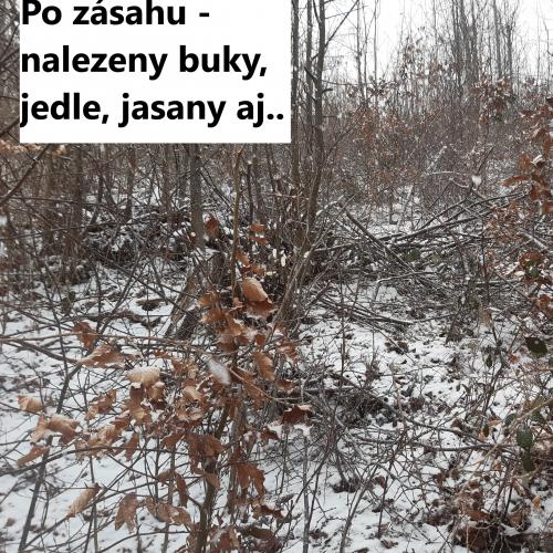 Prořezávky a prostřihávky lesních porostů