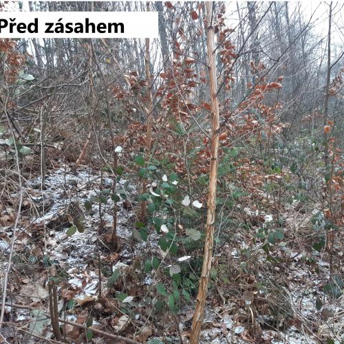 Prořezávky a prostřihávky lesních porostů