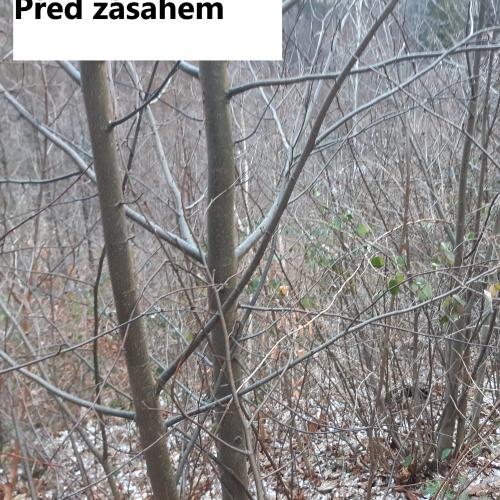 Prořezávky a prostřihávky lesních porostů