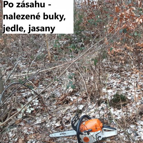 Prořezávky a prostřihávky lesních porostů