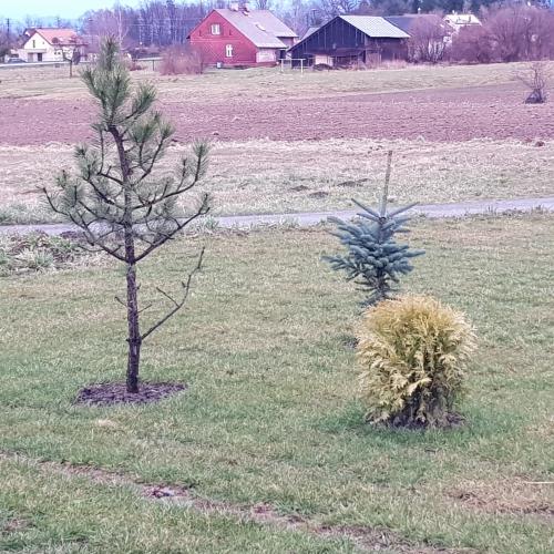 Stromy a keře do zahrady
