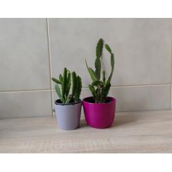 Disocactus