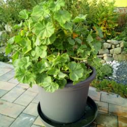 Pelargonie páskatá, muškát