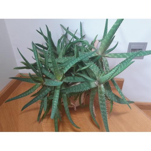 Aloe Vera