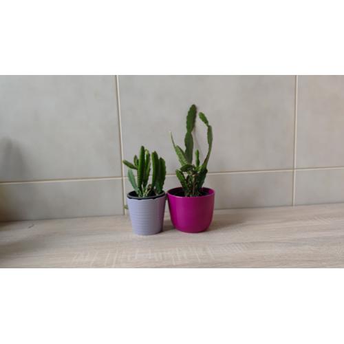 Disocactus