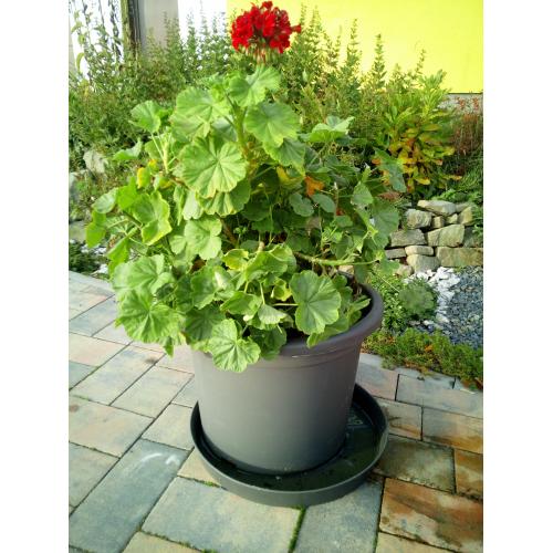 Pelargonie páskatá, muškát